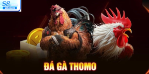Đá gà Thomo – Đấu trường gà chọi nổi tiếng và kịch tính nhất