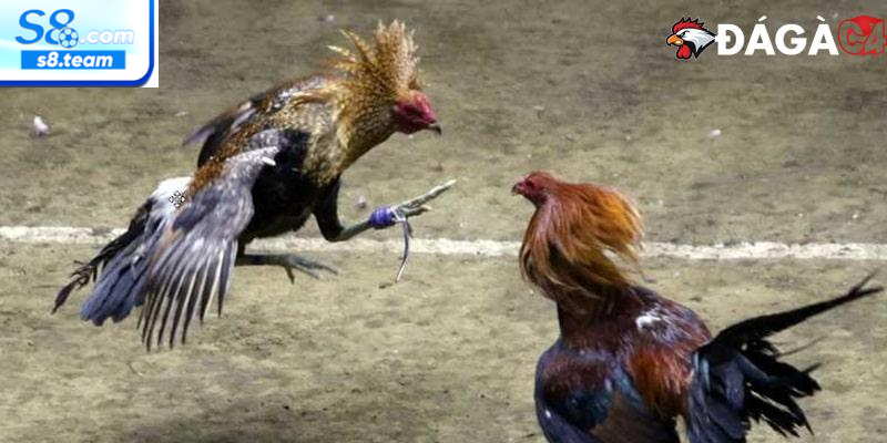 Đặc điểm nổi bật của đá gà Thomo